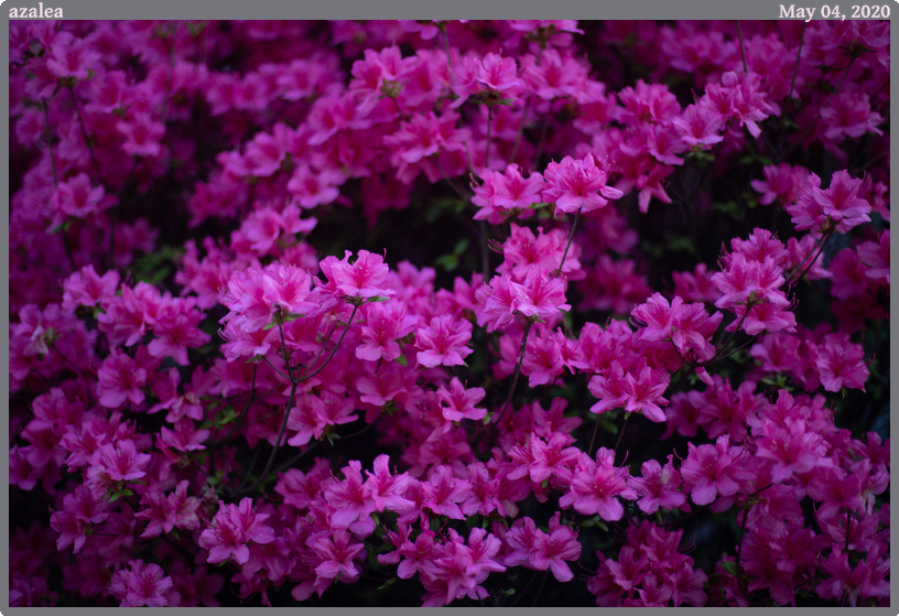 azalea, taken 2020-05-04 || Canon Canon EOS 6D | 50mm | 1/640s @ f/1.4