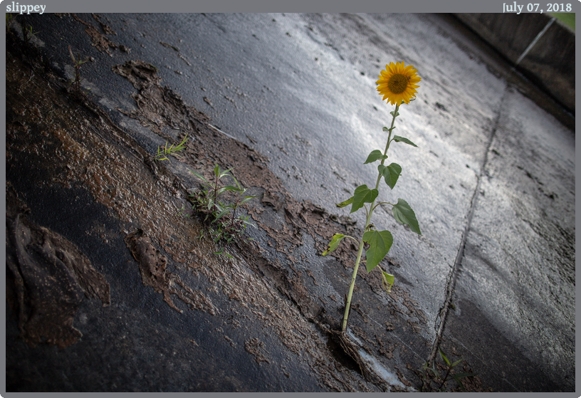 slippey, taken 2018-07-07 || Canon Canon EOS 6D | 24mm | 1/500s @ f/1.4 slippey, taken 2018-07-07 || Canon Canon EOS 6D | 24mm | 1/500s @ f/1.4