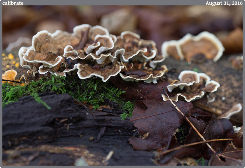 calibrate, taken 2016-08-31 || Canon Canon EOS 6D | 100mm | 1/30s @ f/4.5