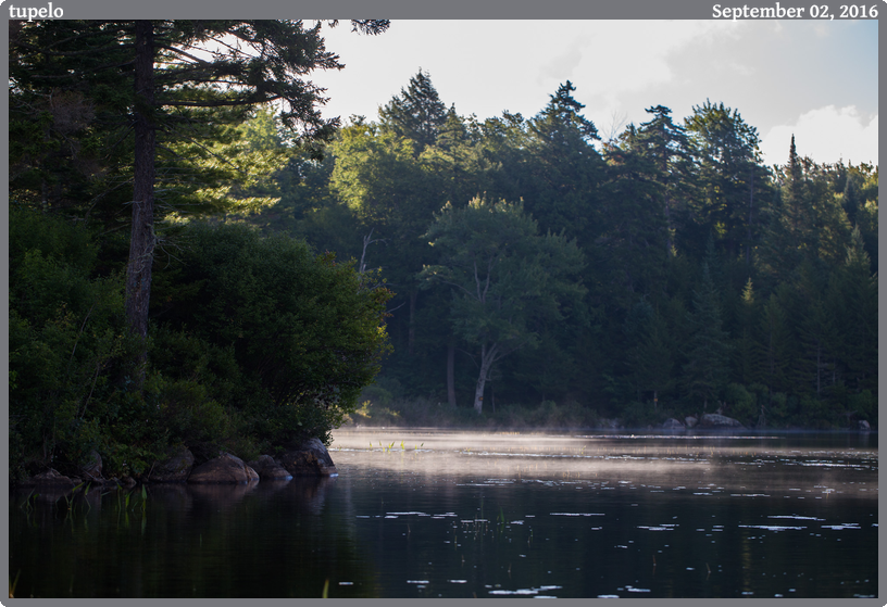 tupelo, taken 2016-09-02 || Canon Canon EOS 6D | 100mm | 1/500s @ f/4.5