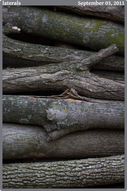 laterals, taken 2011-09-03 || Canon Canon EOS REBEL T2i | 100mm | 1/320s @ f/2.8