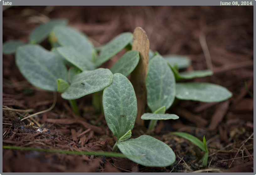 late, taken 2014-06-08 || Canon Canon EOS REBEL T2i | 100mm | 1/100s @ f/2.8