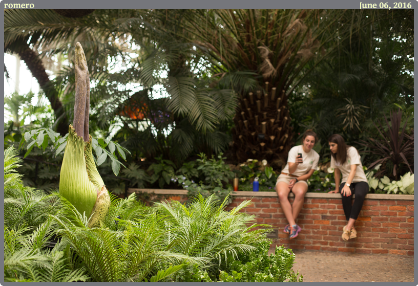 romero, taken 2016-06-06 || Canon Canon EOS 6D | 50mm | 1/60s @ f/2.8