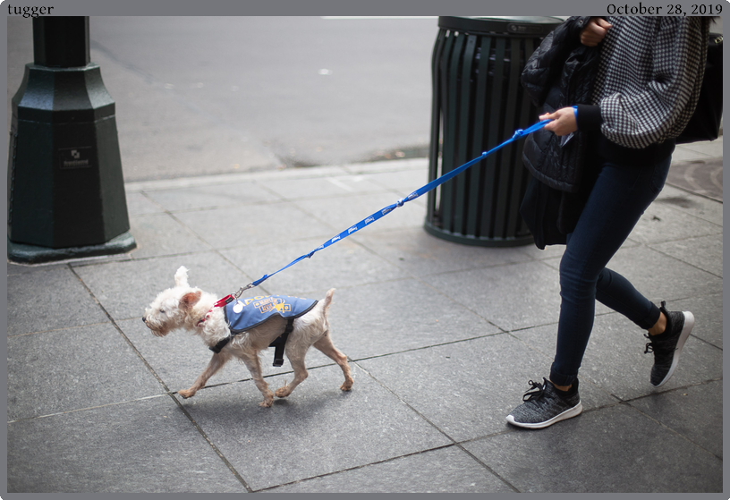 tugger, taken 2019-10-28 || Canon Canon EOS 6D | 50mm | 1/640s @ f/1.6