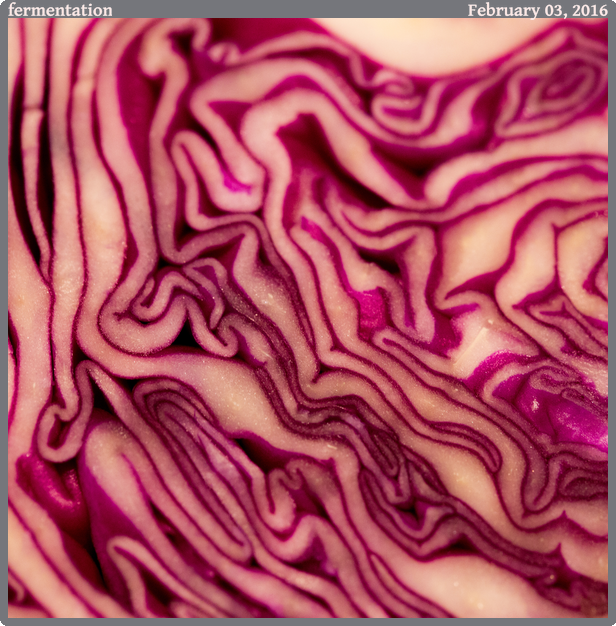 fermentation, taken 2016-02-03 || None None | None | None @ None