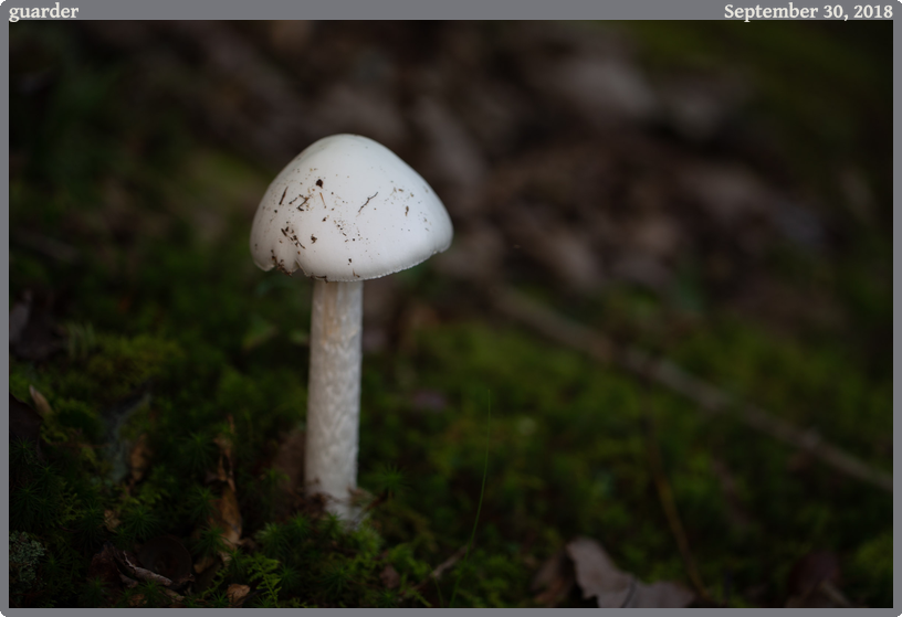 guarder, taken 2018-09-30 || Canon Canon EOS 6D | 100mm | 1/50s @ f/2.8