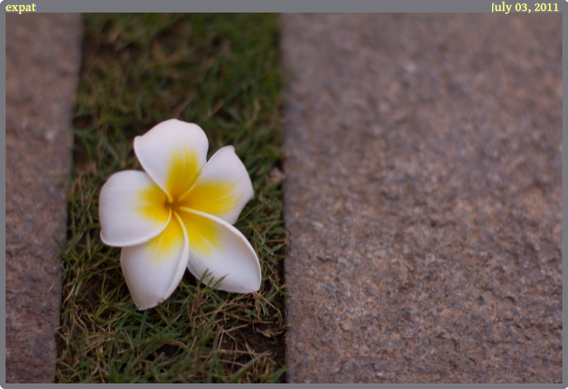 expat, taken 2011-07-03 || Canon Canon EOS REBEL T2i | 50mm | 1/20s @ f/2