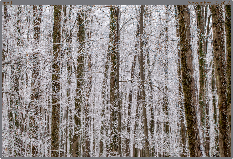 moll, taken 2018-11-17 || Canon Canon EOS 6D | 100mm | 1/125s @ f/4.5