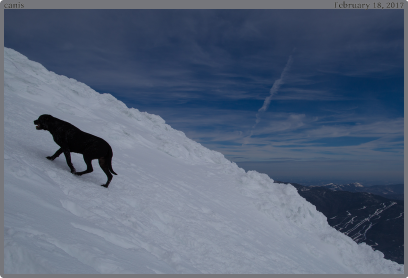 canis, taken 2017-02-18 || Canon Canon EOS 6D | 24mm | 1/640s @ f/14