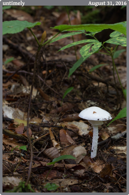 untimely, taken 2016-08-31 || Canon Canon EOS 6D | 100mm | 1/30s @ f/11
