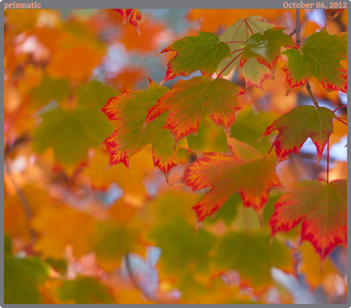 prismatic, taken 2012-10-06 || Canon Canon EOS REBEL T2i | 100mm | 1/250s @ f/3.2