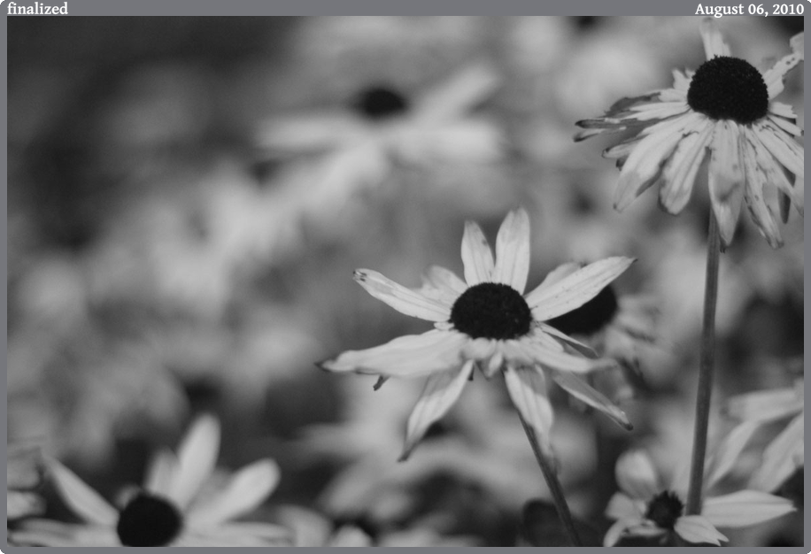 finalized, taken 2010-08-06 || Canon Canon EOS REBEL T2i | 50mm | 1/25s @ f/1.4