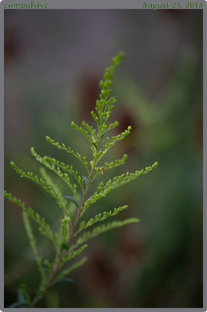 compulsive, taken 2018-08-25 || Canon Canon EOS 6D | 100mm | 1/125s @ f/2.8
