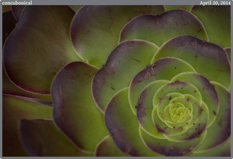 concubonical, taken 2014-04-20 || Canon Canon EOS REBEL T2i | 100mm | 1/125s @ f/3.5