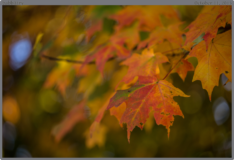 babbittry, taken 2015-10-11 || None None | None | None @ None