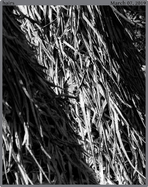 hairs, taken 2019-03-07 || Canon Canon EOS REBEL T2i | 100mm | 1/60s @ f/11