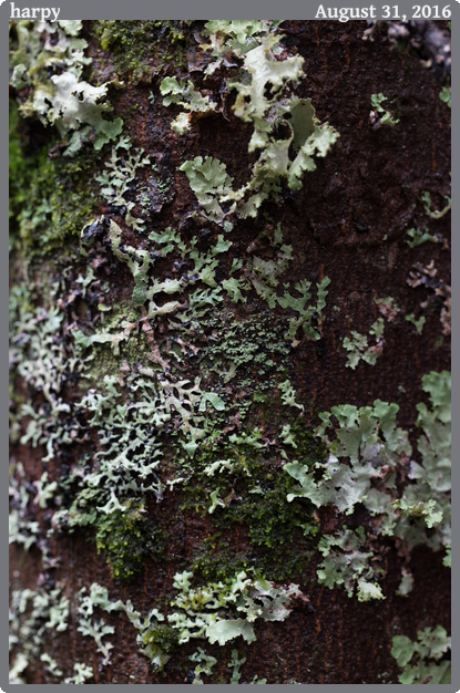 harpy, taken 2016-08-31 || Canon Canon EOS 6D | 100mm | 1/50s @ f/5.6