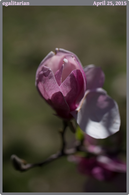 egalitarian, taken 2015-04-25 || Canon Canon EOS 6D | 100mm | 1/2500s @ f/3.2