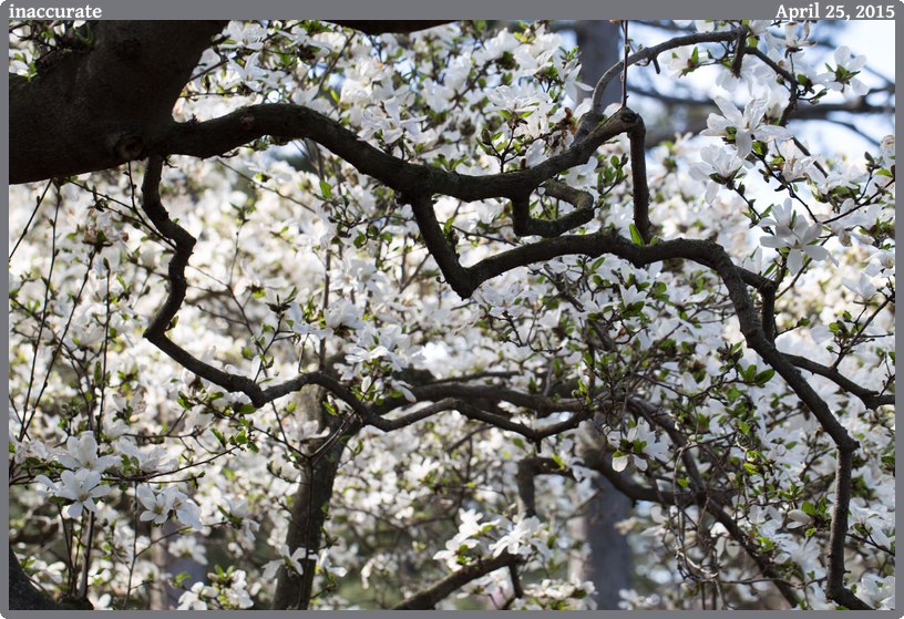 inaccurate, taken 2015-04-25 || Canon Canon EOS 6D | 100mm | 1/60s @ f/6.3