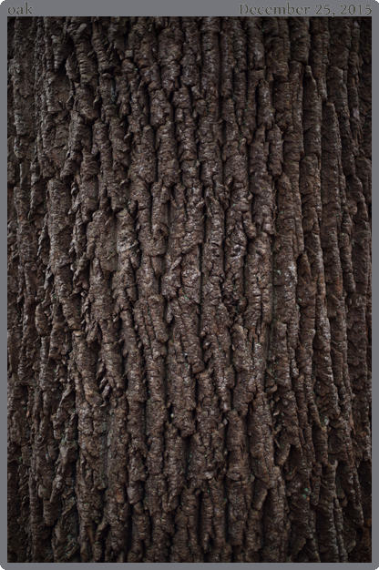 oak, taken 2015-12-25 || None None | None | None @ None