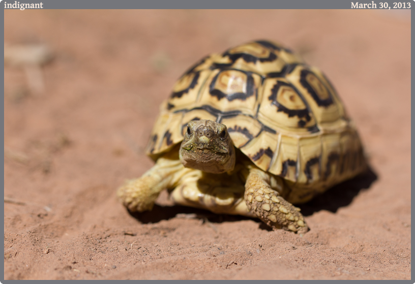 indignant, taken 2013-03-30 || Canon Canon EOS REBEL T2i | 100mm | 1/1000s @ f/4