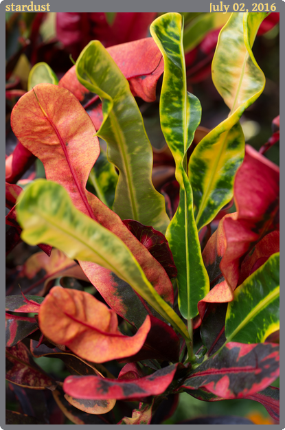 stardust, taken 2016-07-02 || Canon Canon EOS 6D | 100mm | 1/80s @ f/7.1