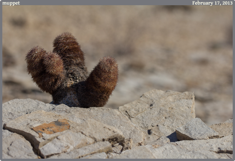 muppet, taken 2013-02-17 || Canon Canon EOS REBEL T2i | 100mm | 1/1000s @ f/5