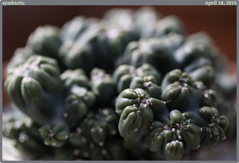 symbiotic, taken 2015-04-18 || Canon Canon EOS 6D | 100mm | 1/2500s @ f/3.2