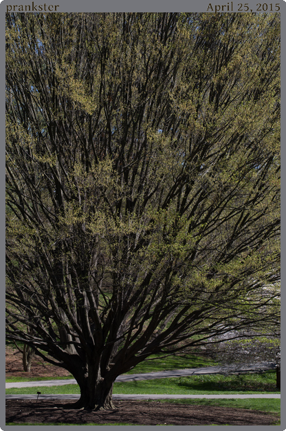 prankster, taken 2015-04-25 || Canon Canon EOS 6D | 100mm | 1/160s @ f/7.1