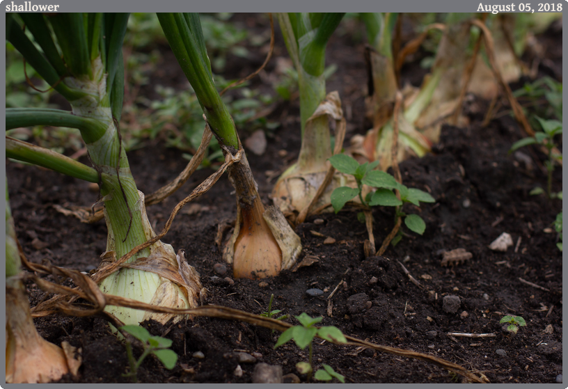 shallower, taken 2018-08-05 || Canon Canon EOS REBEL T2i | 50mm | 1/1000s @ f/3.2