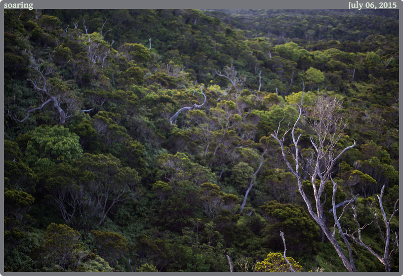 soaring, taken 2015-07-06 || Canon Canon EOS 6D | 100mm | 1/250s @ f/2.8