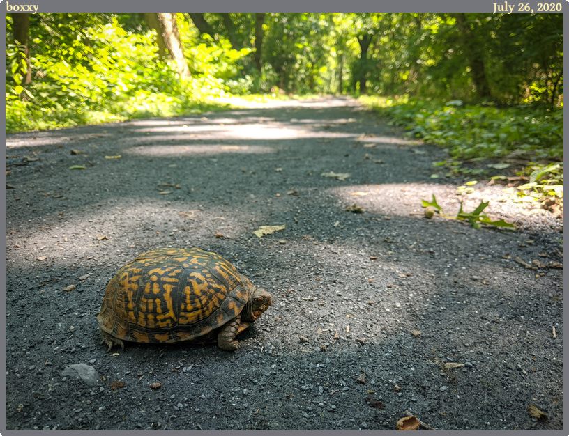 boxxy, taken 2020-07-26 || Google Pixel 2 | 4442mm | 1/125s @ f/1.8