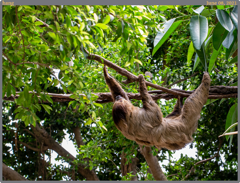 hang, taken 2021-06-08 || Canon Canon EOS 6D | 100.0 | 1/200s @ 7.1