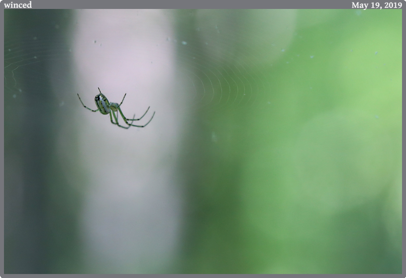 winced, taken 2019-05-19 || Canon Canon EOS 6D | 100mm | 1/60s @ f/7.1